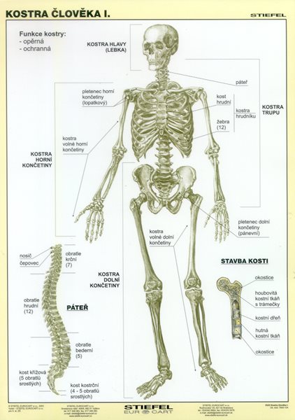Kostra člověka I - tabulka A4 - lamino (21 x 30 cm)