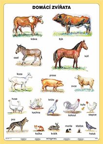 Domácí zvířata - tabulka A4