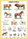 Domácí zvířata - tabulka A4