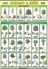 Naše stromy a keře XL - výukový plakát
