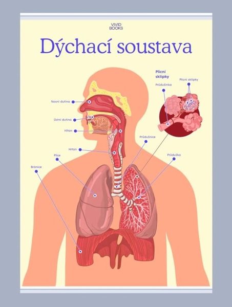Dýchací soustava 1000 × 1400 mm - výukový plakát