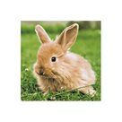 Velikonoční ubrousky 25 × 25 cm, 20 ks - králíček v trávě