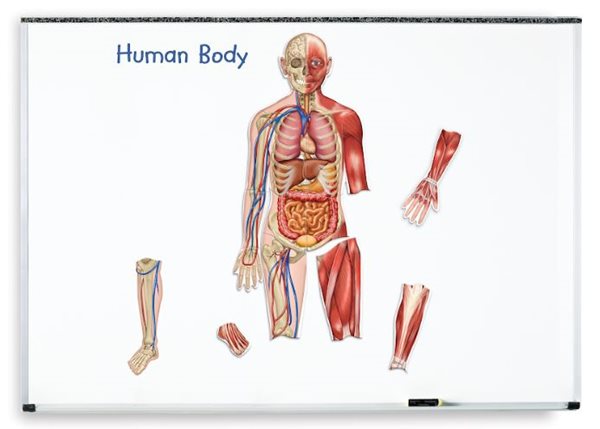 Oboustranné magnetické lidské tělo
